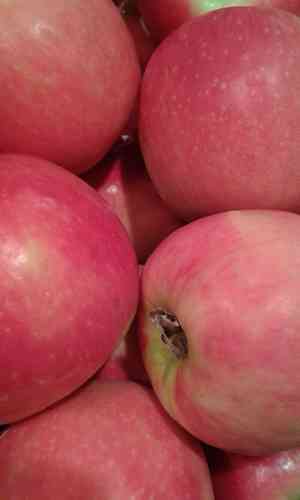 Äpfel Pink Lady Chile